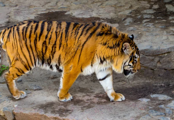 Zbliżenie Piękne Tygrys Tle Zielonych Drzew Zoo — Zdjęcie stockowe