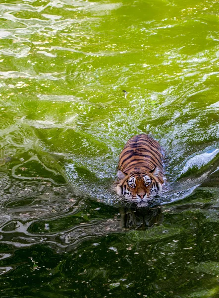 Nahaufnahme Porträt Eines Schwimmenden Tigers Von Oben — Stockfoto