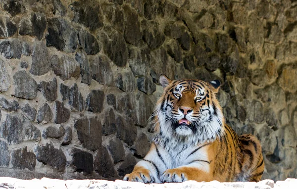 Close Beautiful Tiger Looking Camera Stone Wall Space Text — Stock Photo, Image