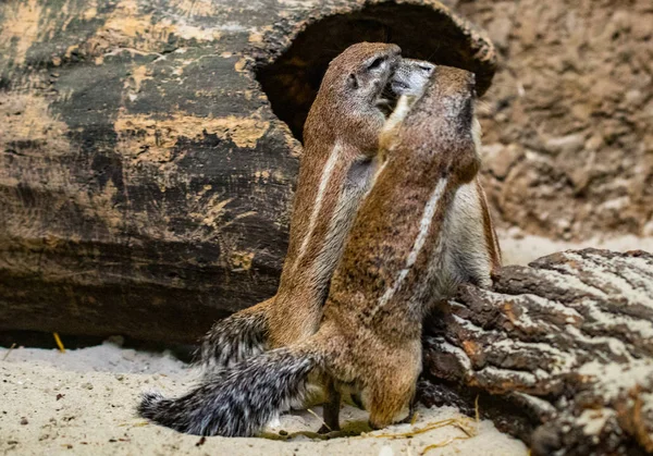 Esquilo Terrestre Africano Zoológico Kiev Ucrânia — Fotografia de Stock