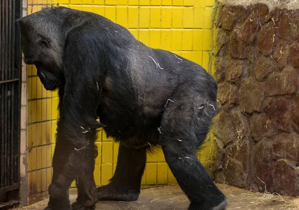 Retrato Gorila Zoológico Kiev Ucrania — Foto de Stock