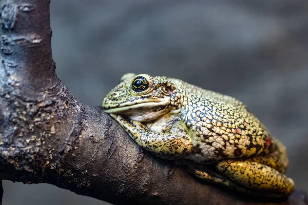 Krásná Zelená Žába Větvi Makro Fotografii — Stock fotografie