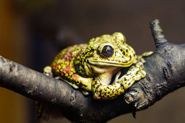 Krásná Zelená Žába Větvi Makro Fotografii — Stock fotografie