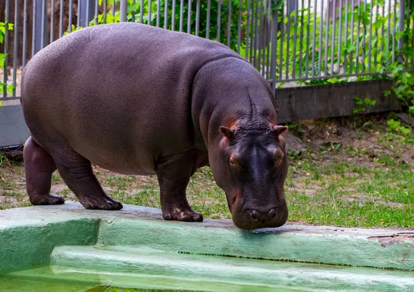 Ortak su aygırı (su aygırı amphibius), su aygırı portre.