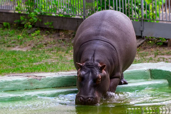 Hipopótamo Común Hippopotamus Amphibius Retrato Del Hipopótamo —  Fotos de Stock