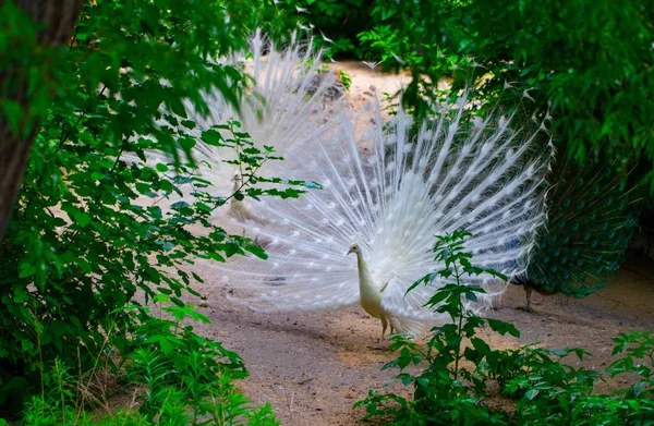Pavão Branco Abre Cauda Jardim Privado — Fotografia de Stock