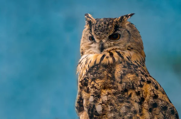 Mooie Oehoe Blauwe Achtergrond Met Kopie Ruimte — Stockfoto