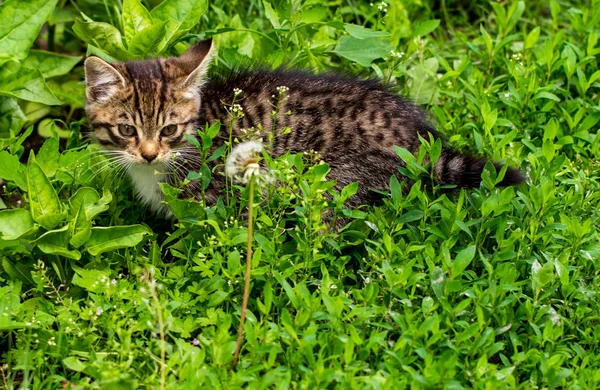 Domácí Kočka Hledí Kamery Zblízka — Stock fotografie