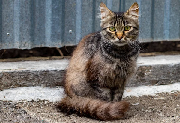 Gatto Domestico Che Fissa Telecamera Vicino — Foto Stock