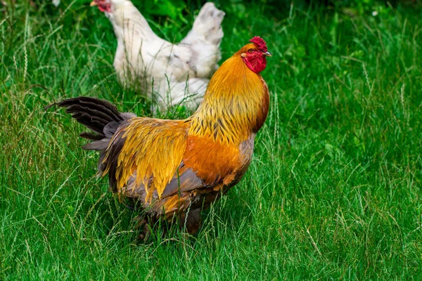 Hühner Und Grünes Gras Freilandhühner Ein — Stockfoto