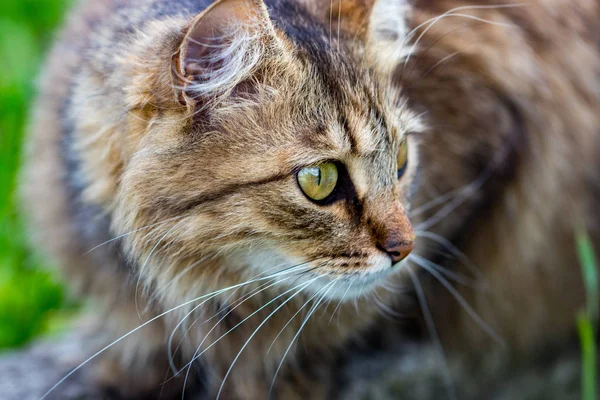 Domácí Kočka Hledí Kamery Zblízka — Stock fotografie