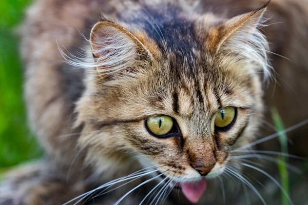 Gato Doméstico Mirando Cámara Cerca —  Fotos de Stock