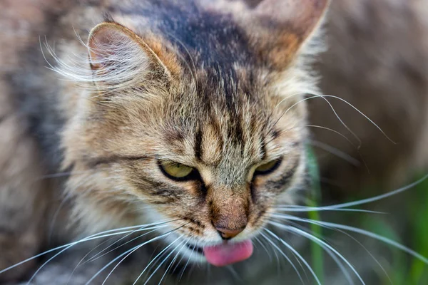 Yerli Kedi Kameraya Bakarak Yakın Çekim — Stok fotoğraf