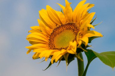 bir arka plan mavi gökyüzü üzerinde çiçek açan ayçiçeği.