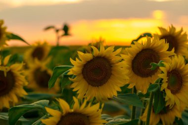 Gün batımında çiçek açan ayçiçeği tarlası.