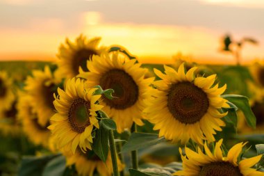 Gün batımında çiçek açan ayçiçeği tarlası.