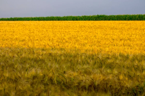 Zlaté Uši Pšenice Poli — Stock fotografie