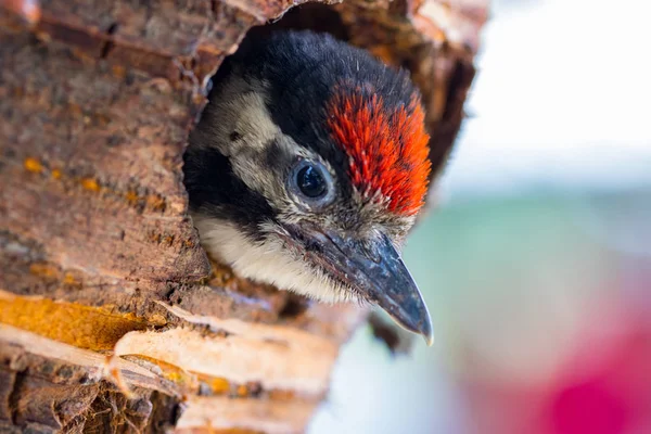 Juvenile Great Spotted Woodpecker Dendrocopos Major Looks Nest Hollow — Stock Photo, Image