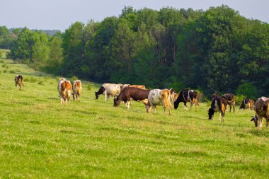 Tarlanın ortasında yaz aylarında otlatma inek sürüsü.