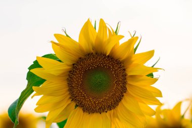 beyaz bir arka plan üzerinde çiçek açan ayçiçeği yakın çekim.