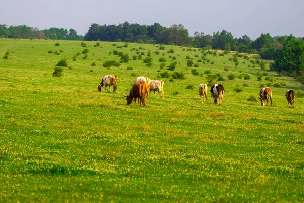 Herd Cows Grazing Middle Field Summer — Stock Photo, Image