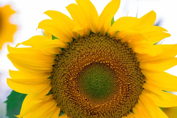 blooming sunflower on a white background, close-up.