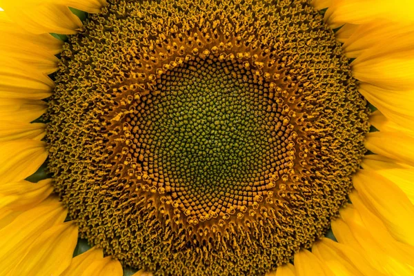 Summer sunflower field. Field of sunflowers with blue sky.