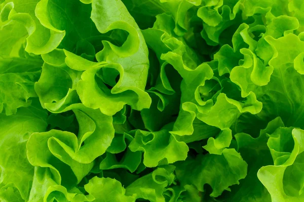 Fresco Foglie Verdi Lattuga Insalata Sfondo Primo Piano — Foto Stock