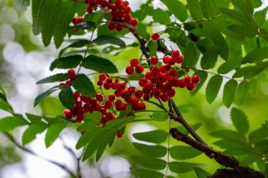 Rowan böğürtlenleri, Sorbus aucuparisi, Rowan olarak da bilinen ağaç ve dağ külleri..