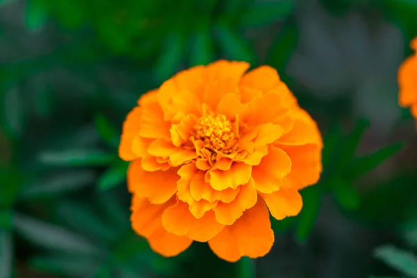 Närbild Vackra Ringblomma Blomma Mexikanska Aztec Eller African Marigold Trädgården — Stockfoto