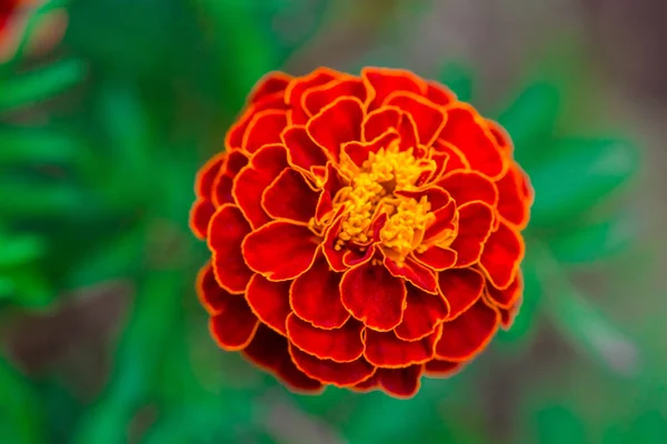 Närbild Vackra Ringblomma Blomma Mexikanska Aztec Eller African Marigold Trädgården — Stockfoto