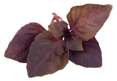  Beyaz arka plan üzerinde izole kırmızı taze fesleğen bitki yaprakları. Mor koyu Opal fesleğen.