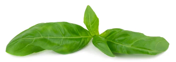 Hojas Albahaca Verde Fresca Aisladas Sobre Fondo Blanco — Foto de Stock