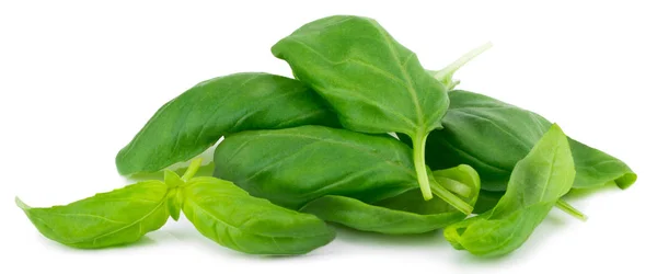 Fresh Green Basil Herb Leaves Isolated White Background — Stock Photo, Image