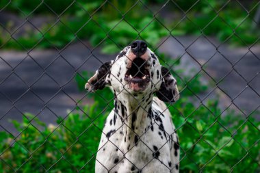 at will, muhafaza-in hayvan köpek çit içinde belgili tanımlık kafes arkasında görünüyor.