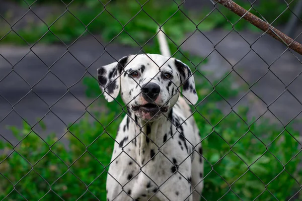 dog behind the fence in the cage looks at will, the protection of animals.