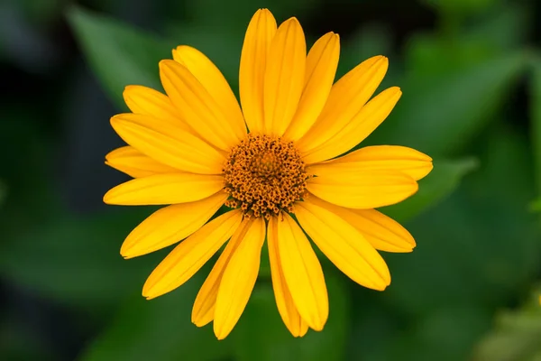 Våren Bakgrund Med Vackra Gula Blommor Grön Bakgrund — Stockfoto