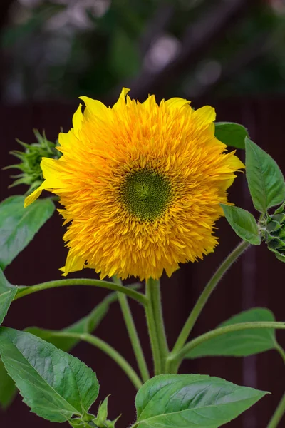 Sommaren Solros Fält Fält Solrosor Med Blå Himmel — Stockfoto