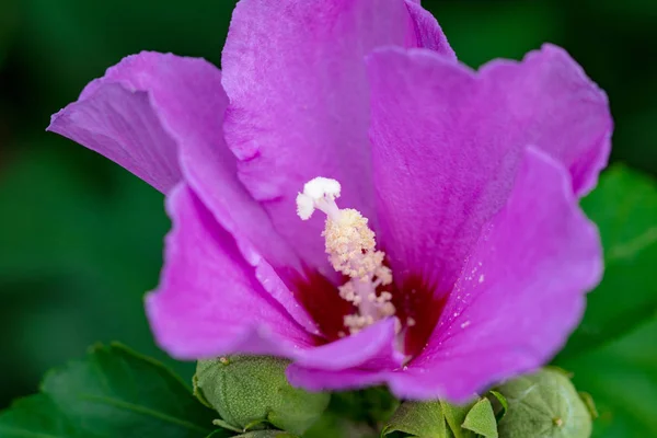 Mor Hibiscus Çiçek Yeşil Bir Arka Plan Üzerinde — Stok fotoğraf