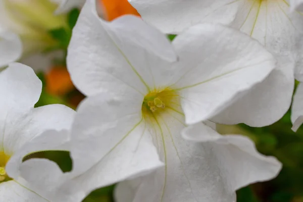 Fehér Petunias Virágágyásba Kép Teljes Virágok Színes Petunia Petunia Hybrida — Stock Fotó