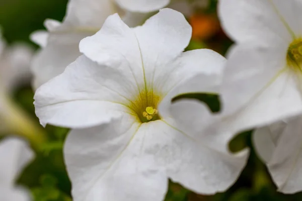Fehér Petunias Virágágyásba Kép Teljes Virágok Színes Petunia Petunia Hybrida — Stock Fotó