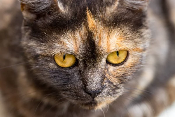 Yerli Kedi Kameraya Bakarak Yakın Çekim — Stok fotoğraf