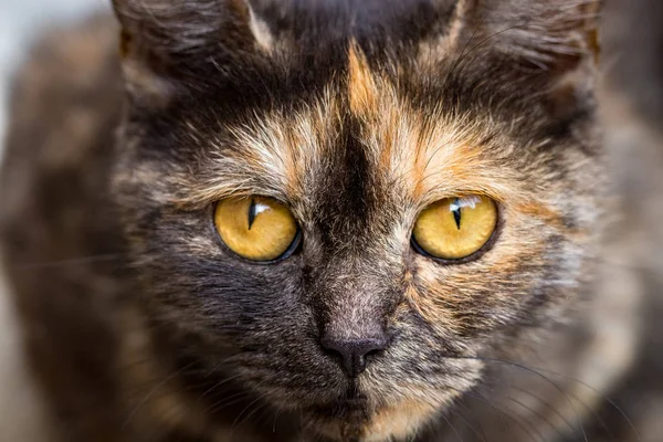 Yerli Kedi Kameraya Bakarak Yakın Çekim — Stok fotoğraf