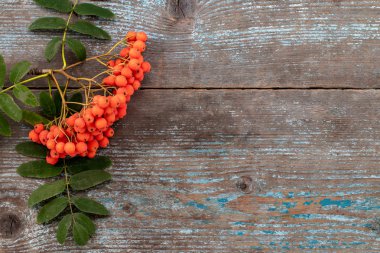 Rowan Şubesi eski ahşap tablo, kopya alanı, üstten görünüm ile sonbahar arka plan.