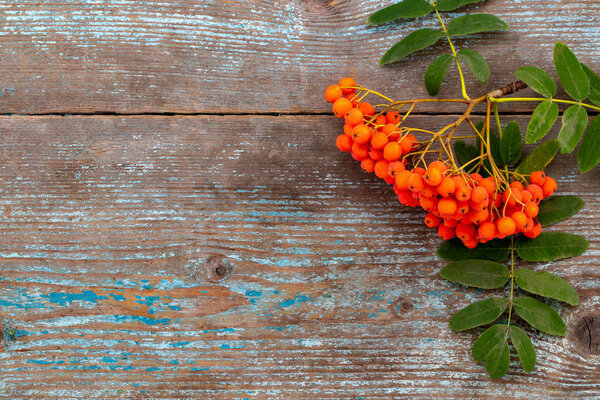 Autumn background with  Rowan branch on old wooden table, with copy space, top view.