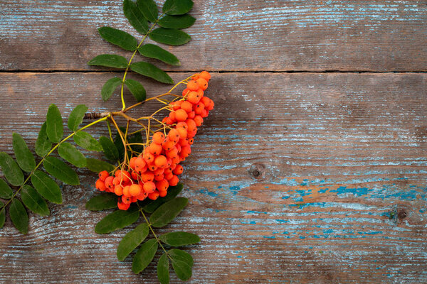 Autumn background with  Rowan branch on old wooden table, with copy space, top view.