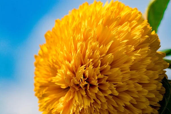 Żółty Kwiat Kwitnący Przeciw Jasne Niebo — Zdjęcie stockowe