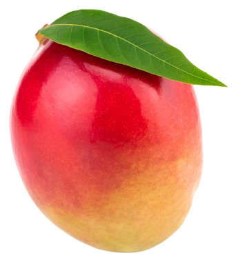 Yeşil yaprak beyaz arka plan üzerinde kırpma yolu izole ile Mango.