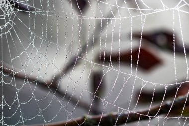 Örümcek ağı üzerinde arka plan bulanık yağmur damlaları ile; yakın çekim.