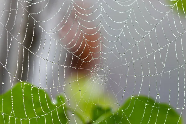 Spider Web Raindrops Blurred Background Close — Stock Photo, Image
